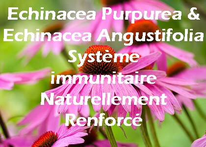 Echinacea systeme immunitaire renfort