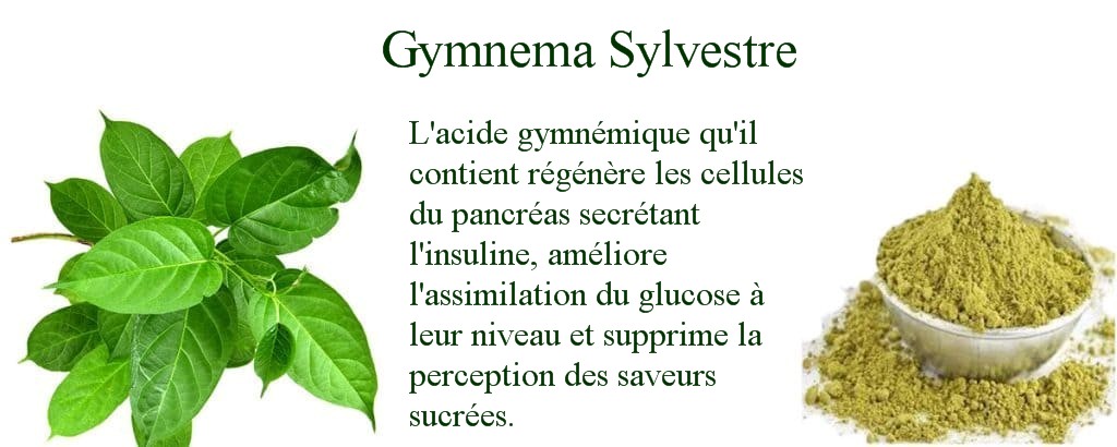 gymnema sylvestris