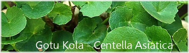 Gotu Kola (Centella asiatica) banner