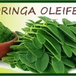 moringa oleifera biologique santé