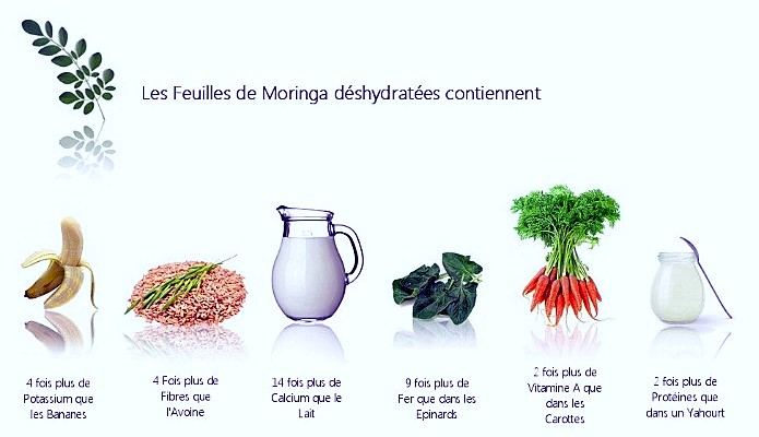 avantages santé du moringa oleifera