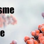 Métabolisme du Glucose