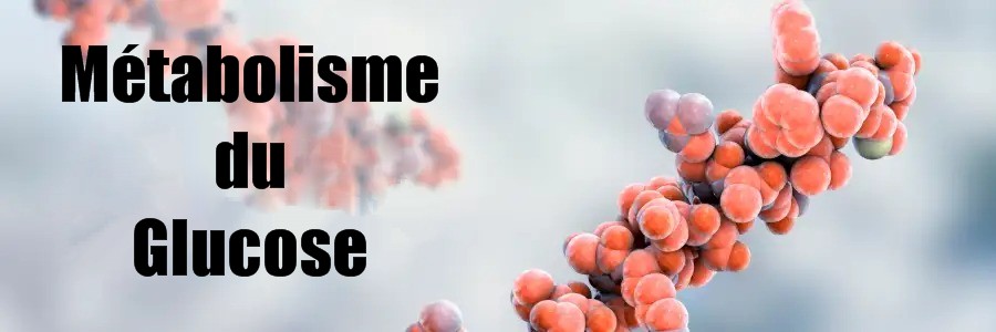 Métabolisme du Glucose