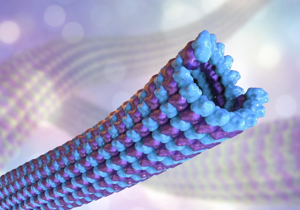 microtubule alimentation sucre cellule