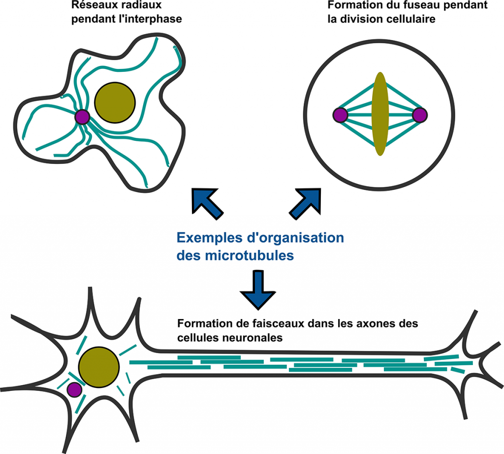 organisation des microtubules