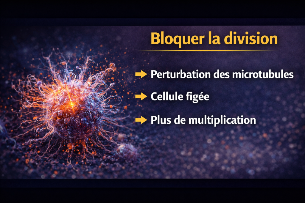 Blocage de la division cellulaire
