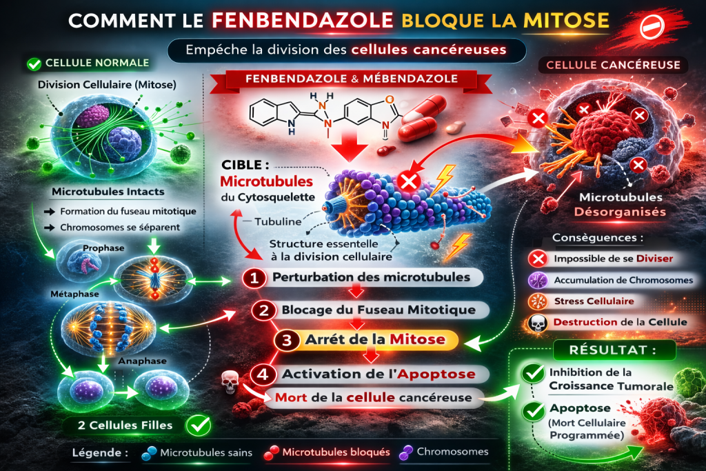 Blocage de la mitose par fenbendazole