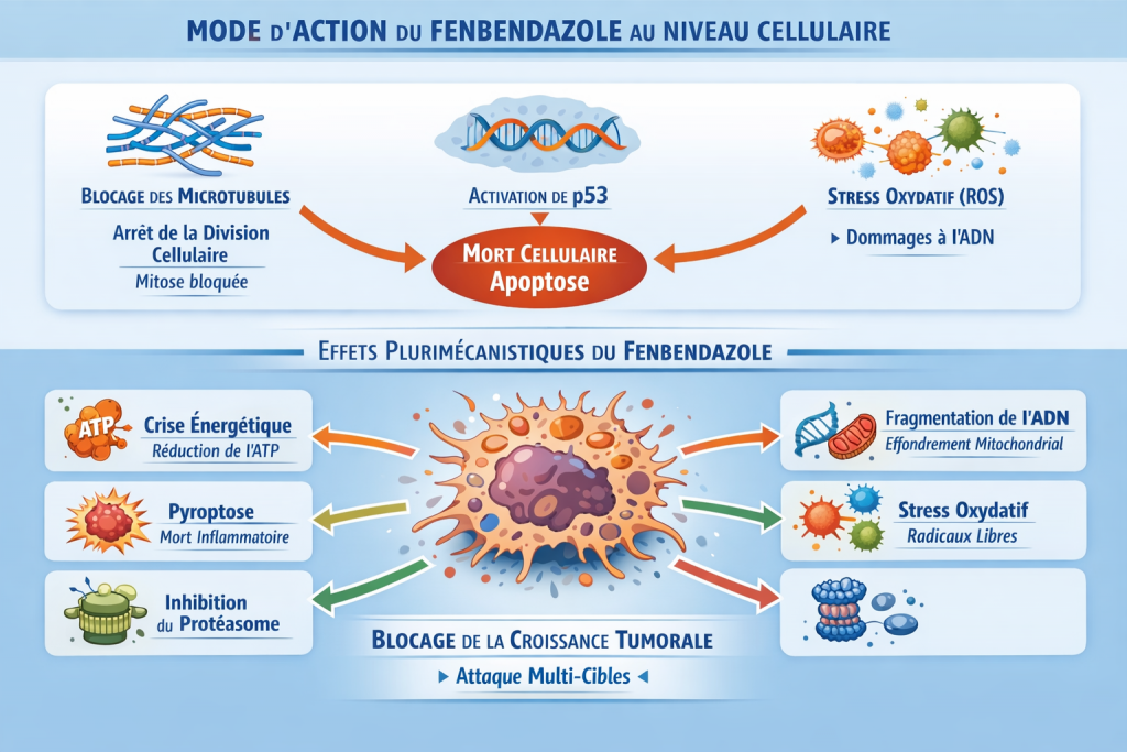 Mécanismes cellulaires du Fenbendazole