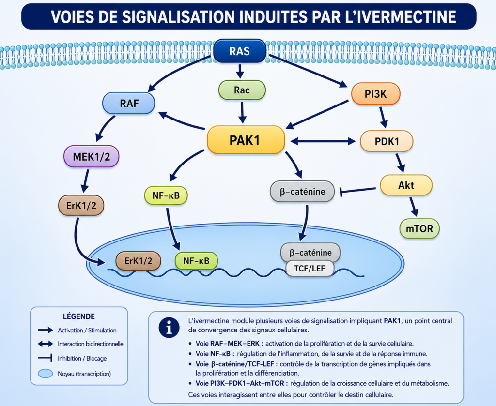 voies de signalisation induites par l'ivermectine