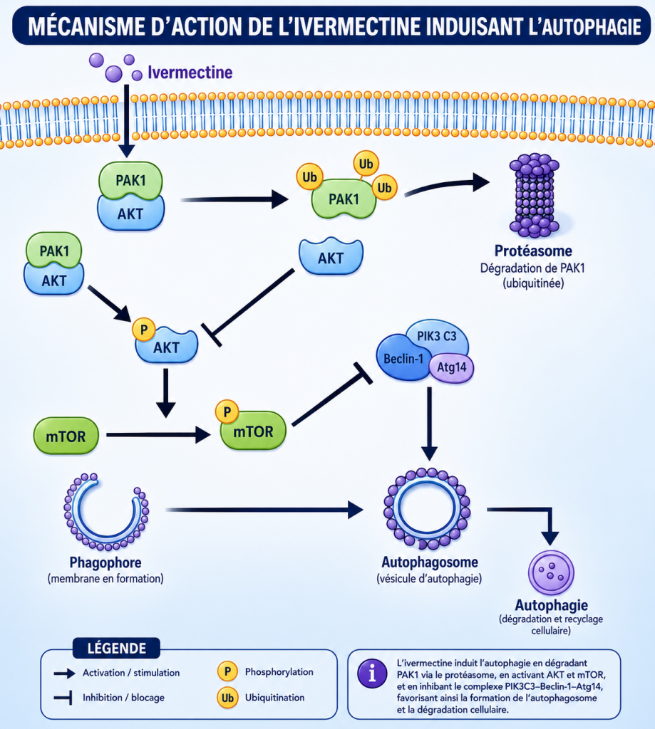 ivermectine et autophagie
