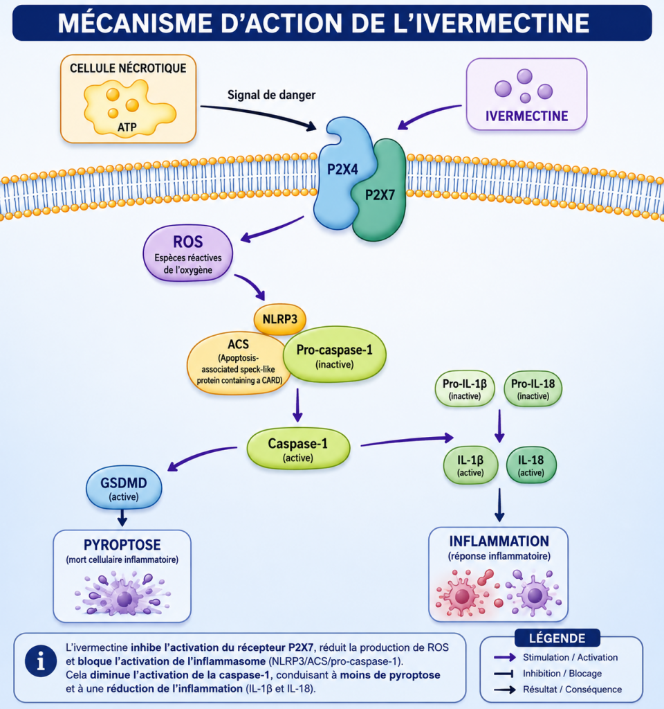 pyroptose et inflammation par l'ivermectine