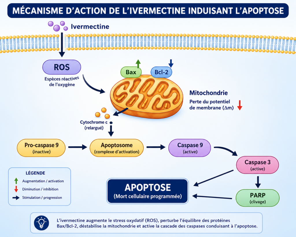 ivermectine cancer et apoptose
