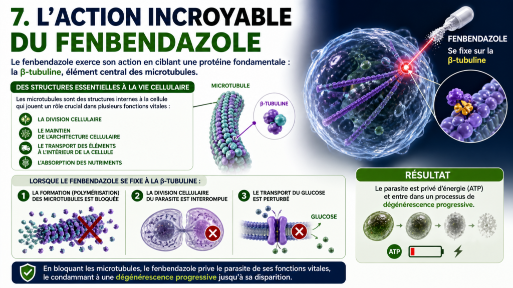 fenbendazole une action anticancer incroyable