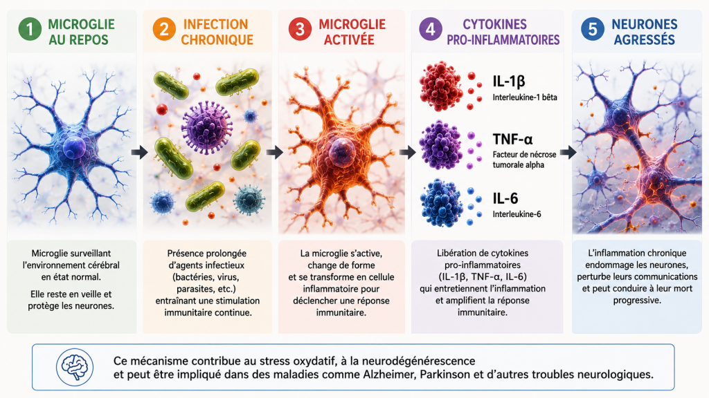 microglie alzheimer