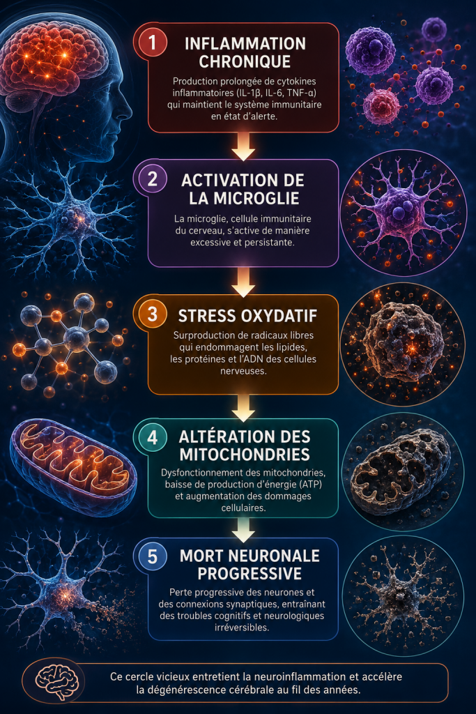 inflammation chronique détruit progressivement le cerveau
