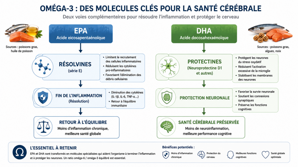 omega 3 équilibre du cerveau