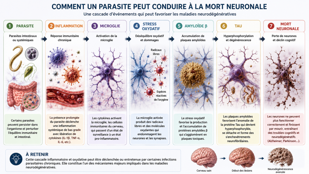 parasite mene à la mort neuronale