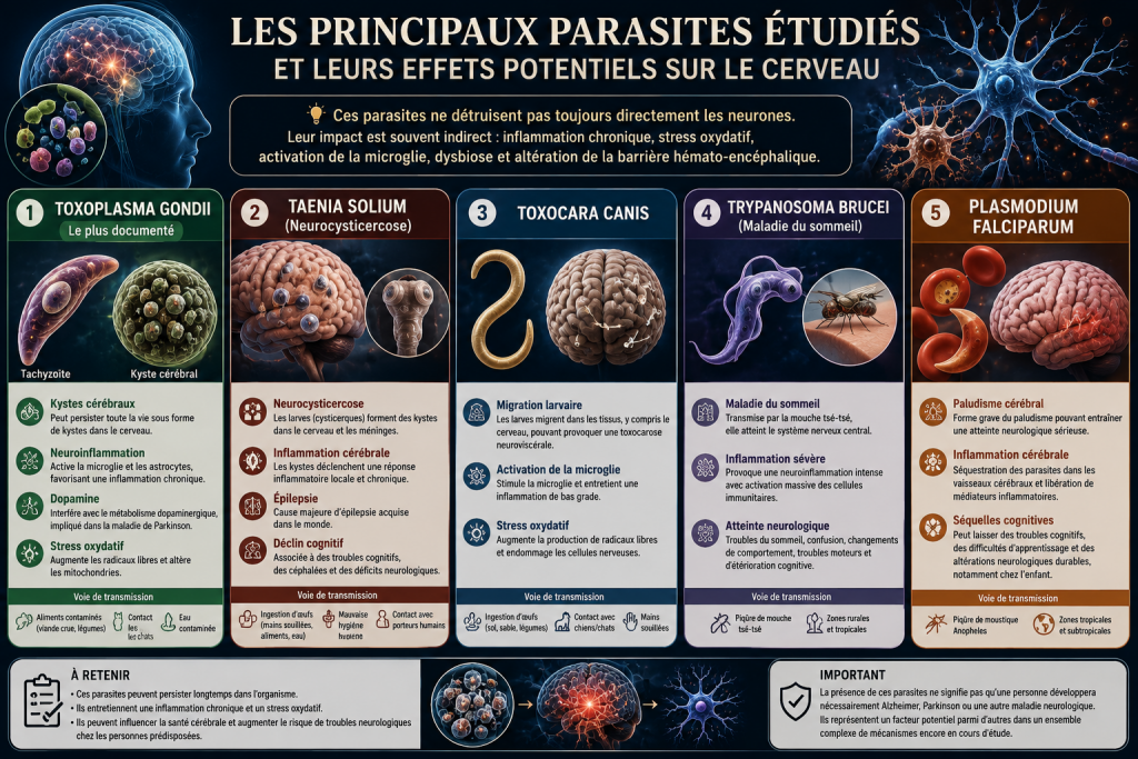 parasites du cerveau