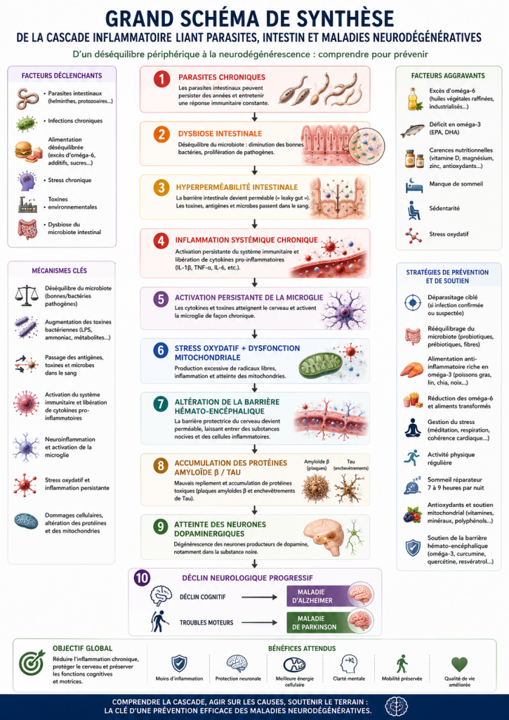 shéma synthèse parasite alzheimer